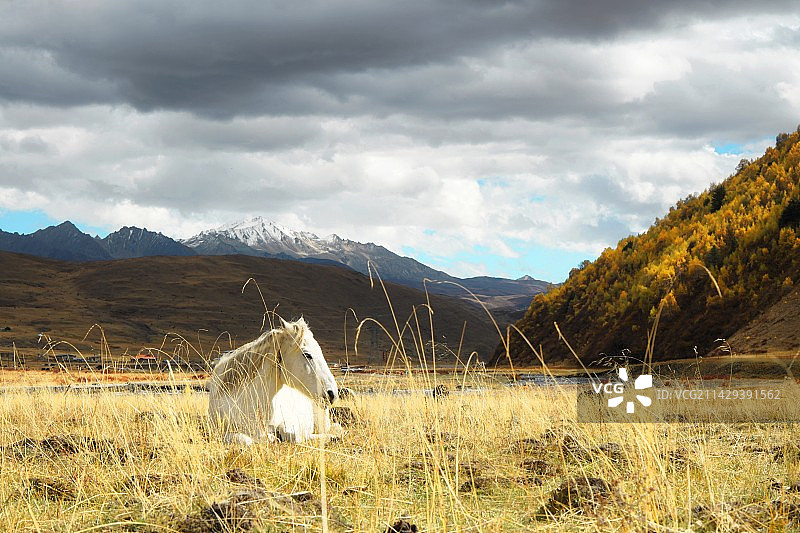 风景白马图片素材