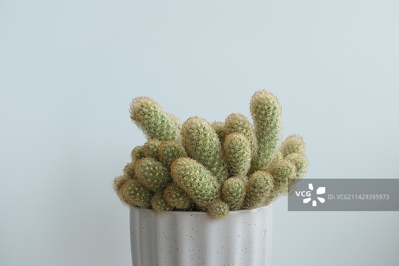 花盆里的丛生仙人球图片素材