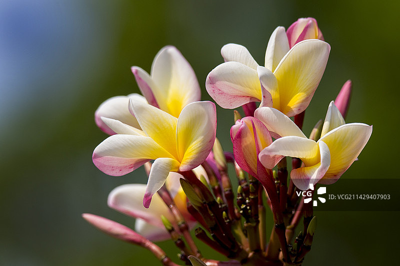 鸡蛋花图片素材