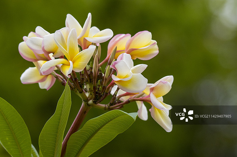 鸡蛋花图片素材