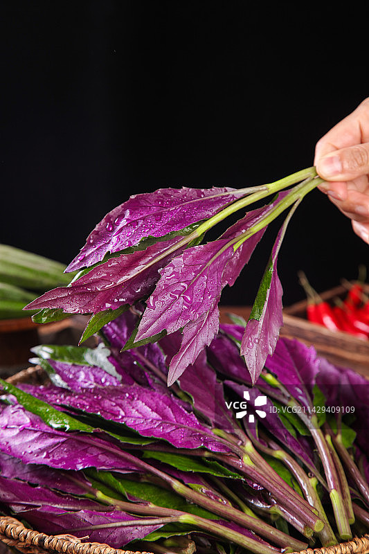 手里拿着红玉菜图片素材