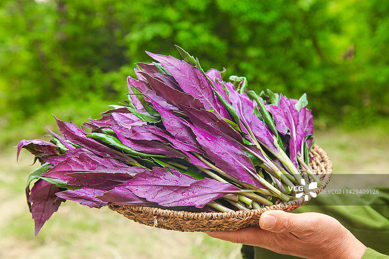 手里端着一篮天葵菜图片素材