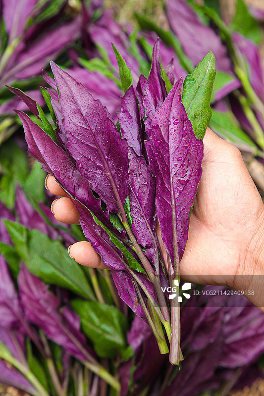手里拿着紫背天葵图片素材