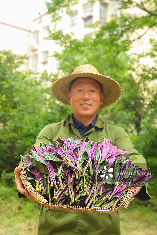 手里端着一篮紫背天葵图片素材