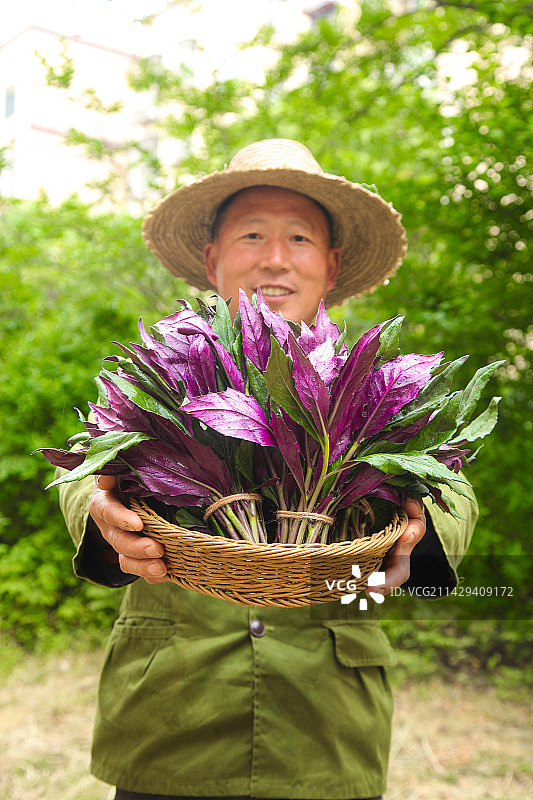 手里端着一篮紫背天葵图片素材