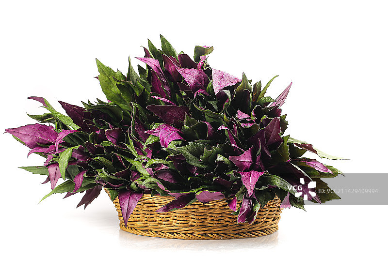 白底上的紫背天葵图片素材