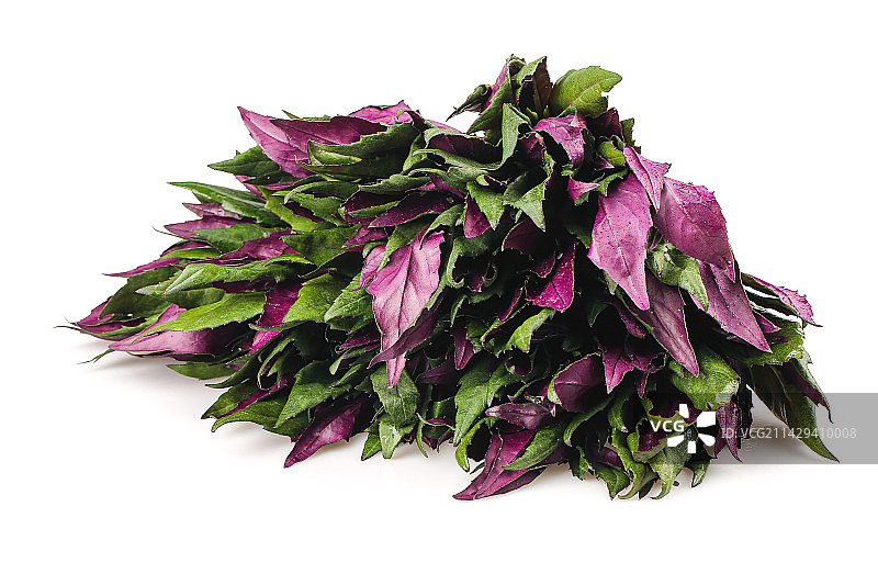 白底上的紫背天葵图片素材