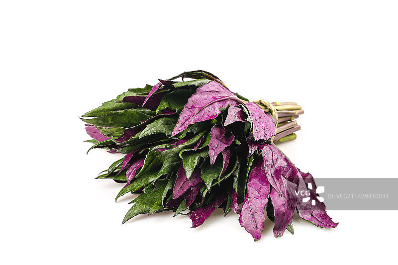 白底上的紫背天葵图片素材