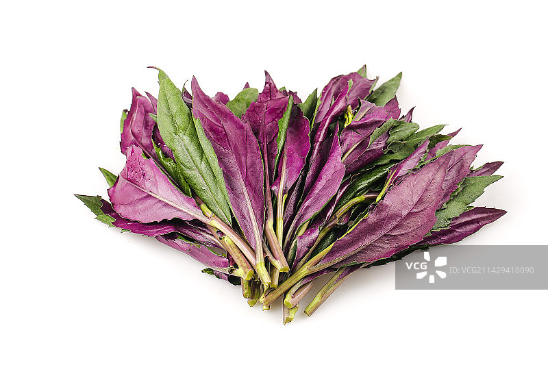 白底上的紫背天葵图片素材