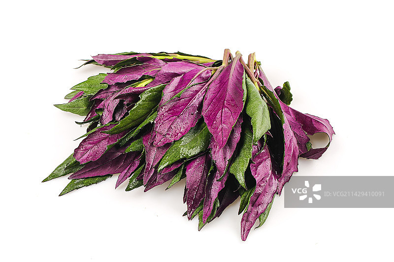 白底上的紫背天葵图片素材