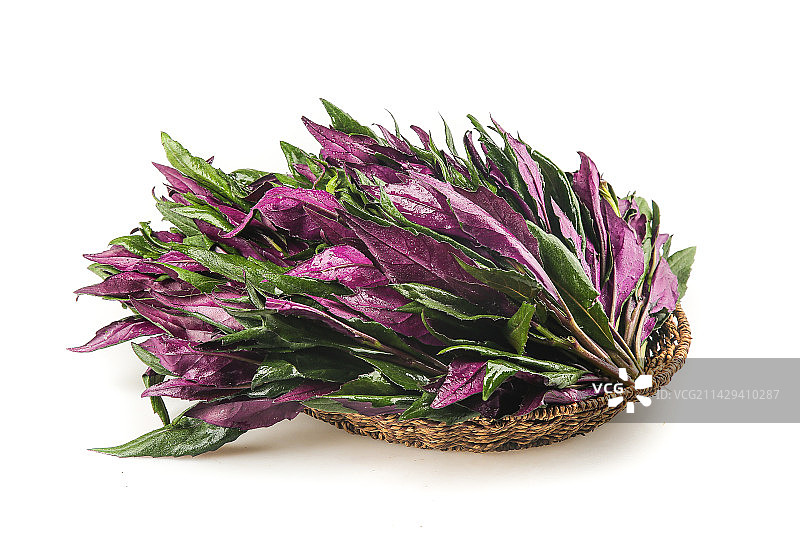 白底上的紫背天葵图片素材