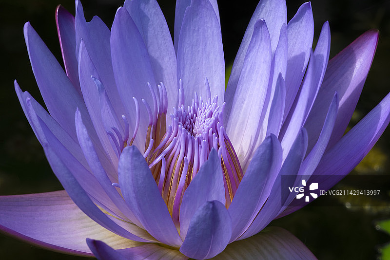 武汉植物园睡莲图片素材