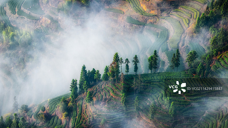 浙江丽水松阳平卿村茶园茶叶高山茶日出云海古村落航拍图片素材