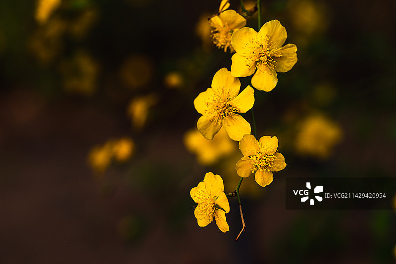 似俗而归棣棠花图片素材