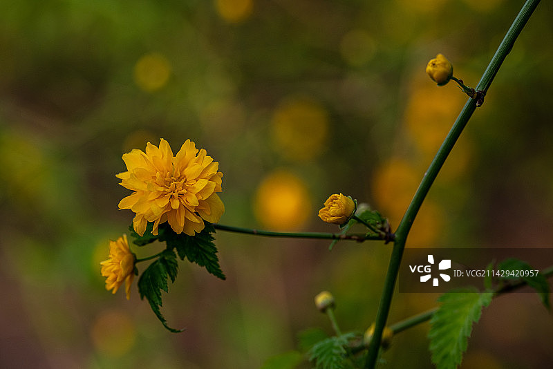 似俗而归棣棠花图片素材
