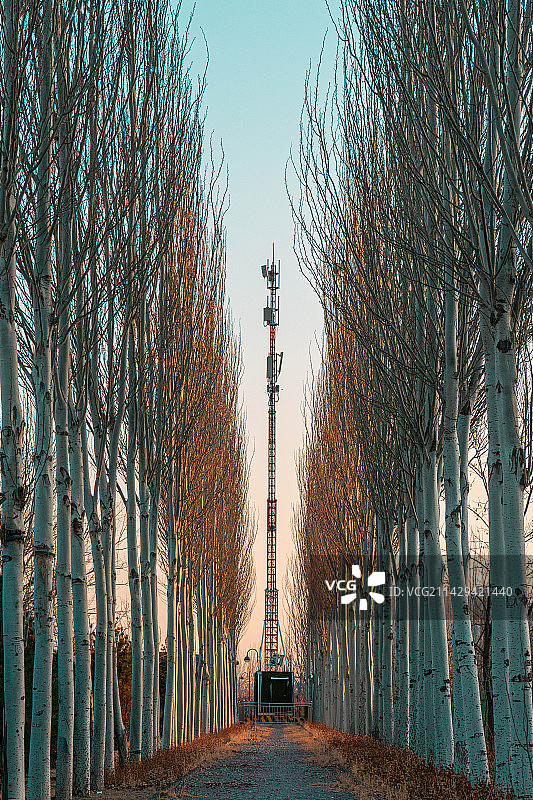 夕阳下的林荫小道图片素材