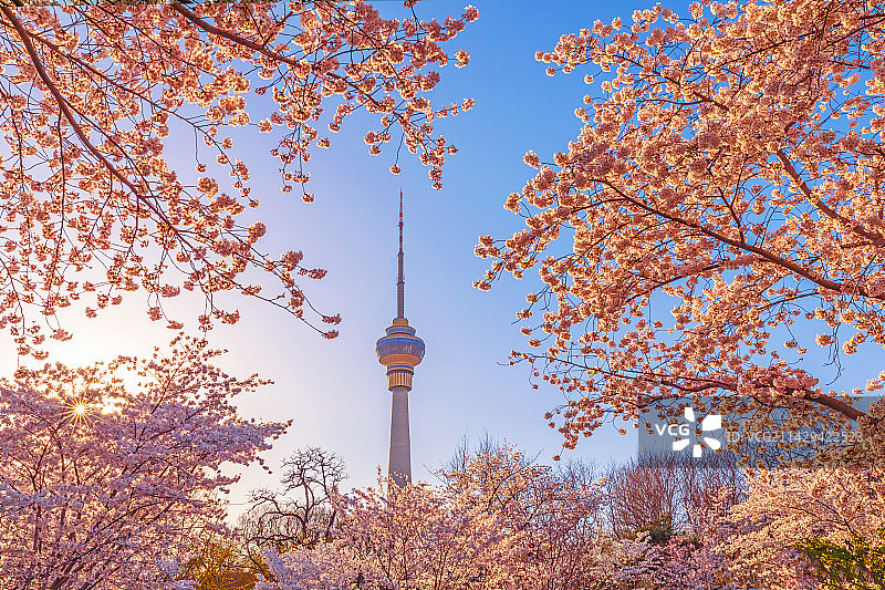 玉渊潭：樱花漫盛世图片素材