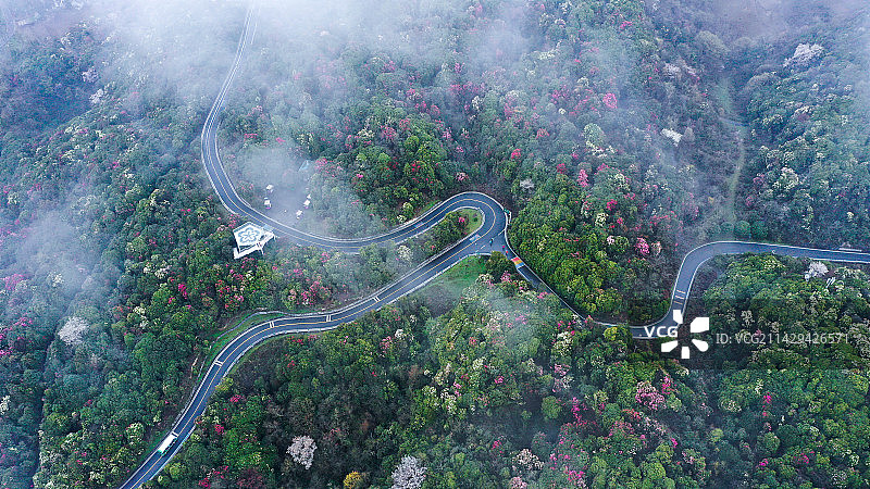 云端下的百里杜鹃 当下，位于贵州省毕节市的百里杜鹃已经陆续绽放，即将迎来最佳观赏期。图片素材