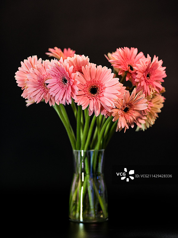 粉色鲜花非洲菊玻璃花瓶静态照图片素材