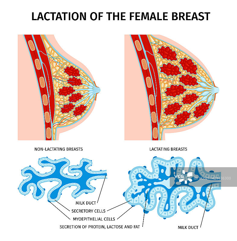 女性哺乳期解剖结构图片素材