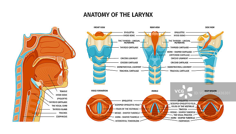喉部解剖结构图片素材