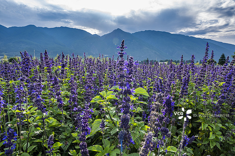 云南大理的花语牧场图片素材