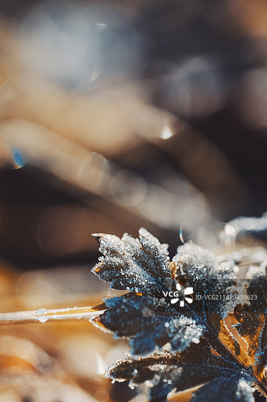 结冰植物霜降节气海报图片素材