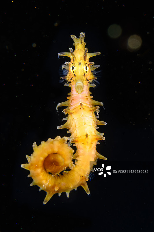 黑水摄影-刺海马图片素材