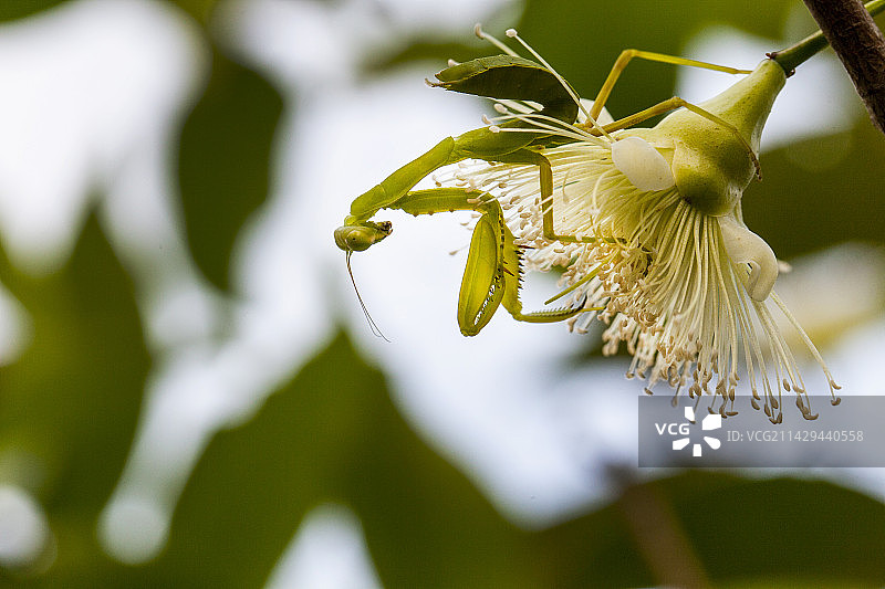 莲雾花上的螳螂图片素材