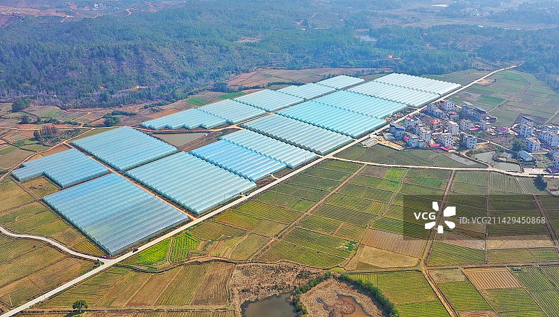 江西大余：黑木耳促增收图片素材