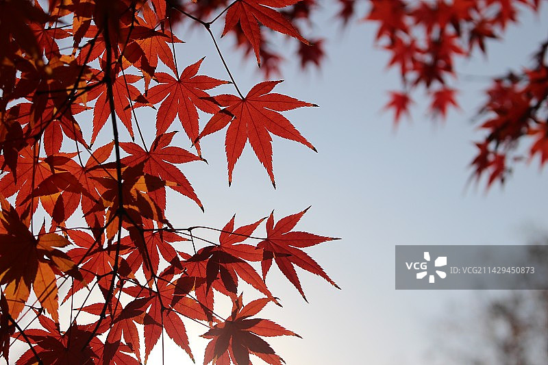 红色和黄色枫树以及枫叶的特写镜头图片素材