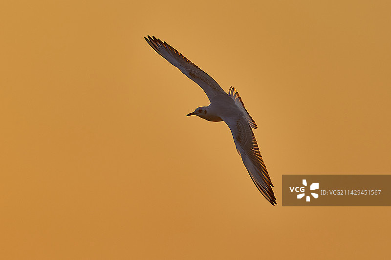 夕光鸥影图片素材