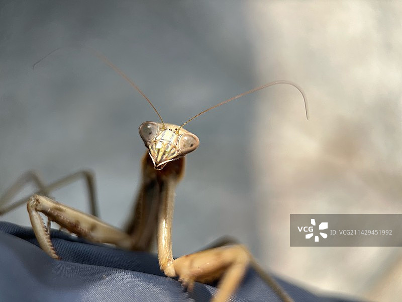 螳螂图片素材