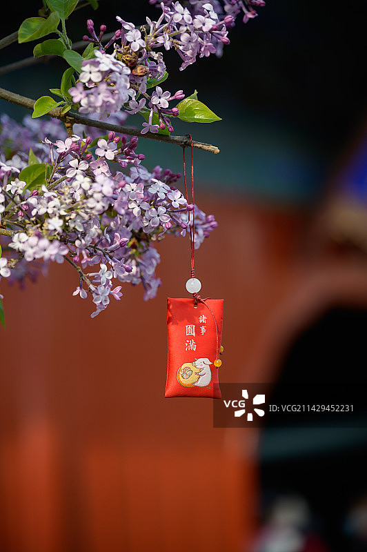古寺前丁香花上挂着福袋图片素材