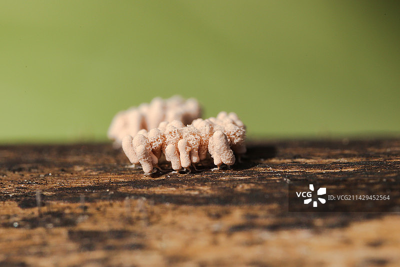 黏菌-团网菌图片素材