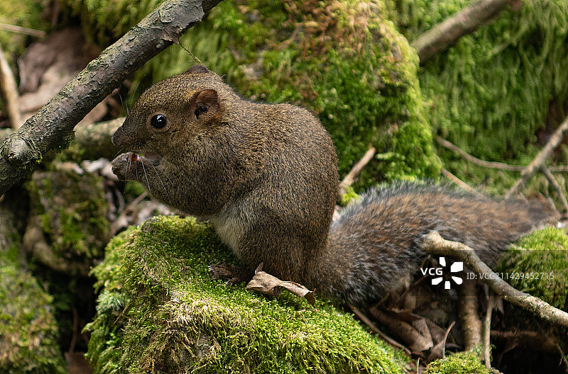 野松鼠吃东西图片素材