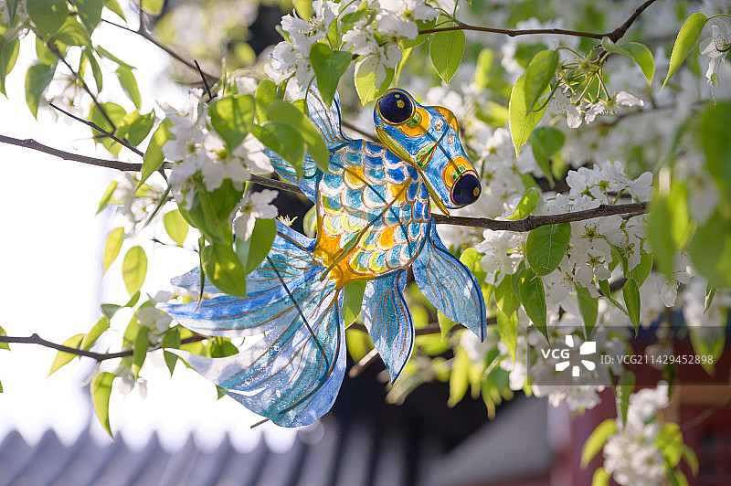 一个鱼形风筝挂在梨花枝头图片素材