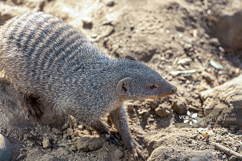 北京动物园条纹獴图片素材