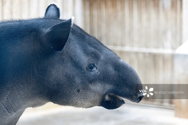 北京动物园马来貘图片素材