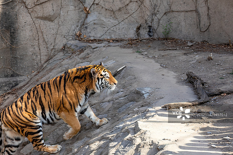北京动物园东北虎图片素材