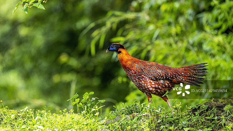 红腹角雉亚成图片素材