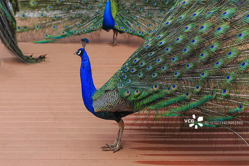 昆明动物园 孔雀开屏图片素材