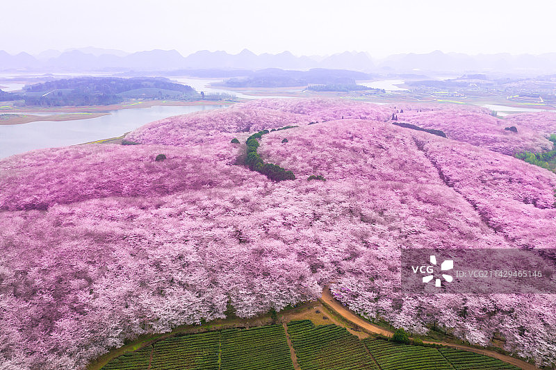 航拍樱花园和茶园图片素材