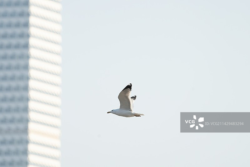 黄脚银鸥图片素材