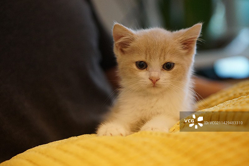 英短 乳白图片素材