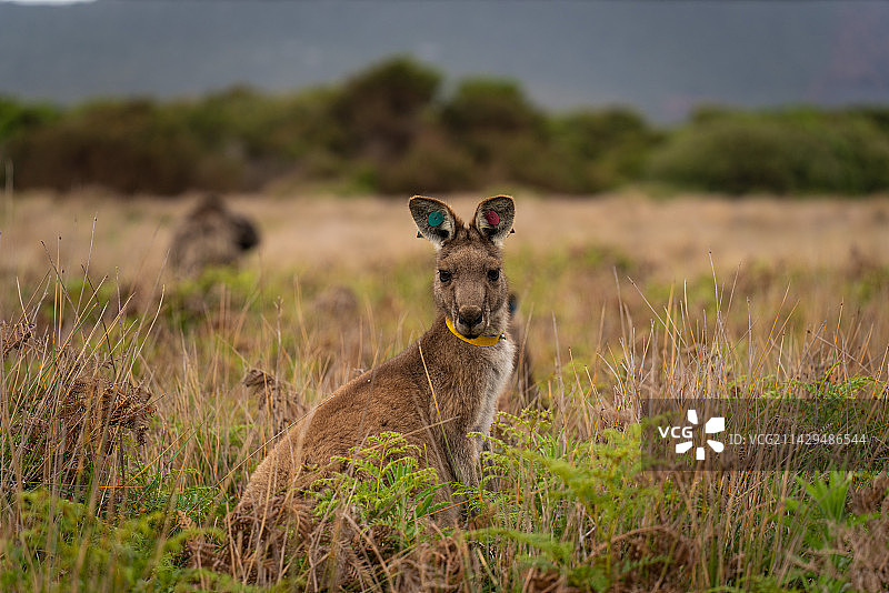 草地上的袋鼠图片素材