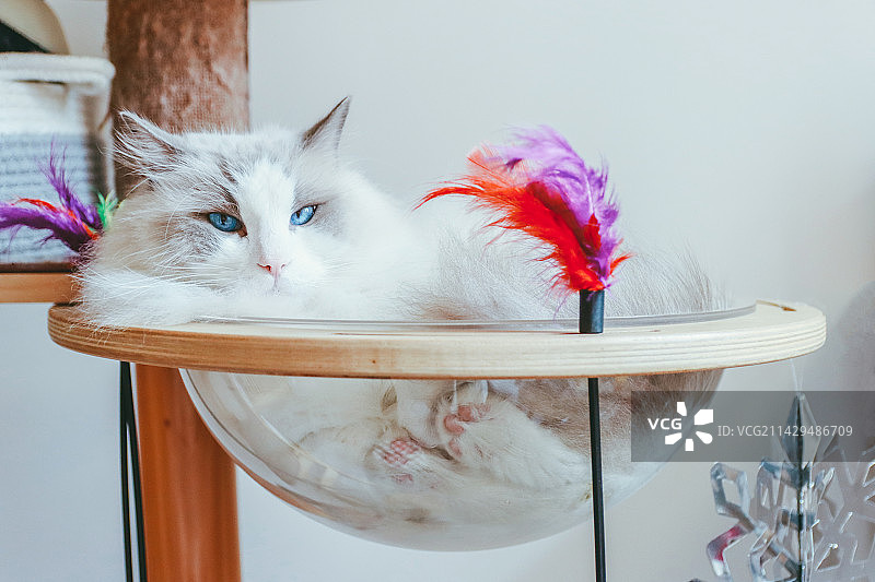 布偶猫图片素材