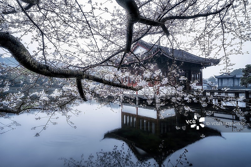 春天里的樱花图片素材