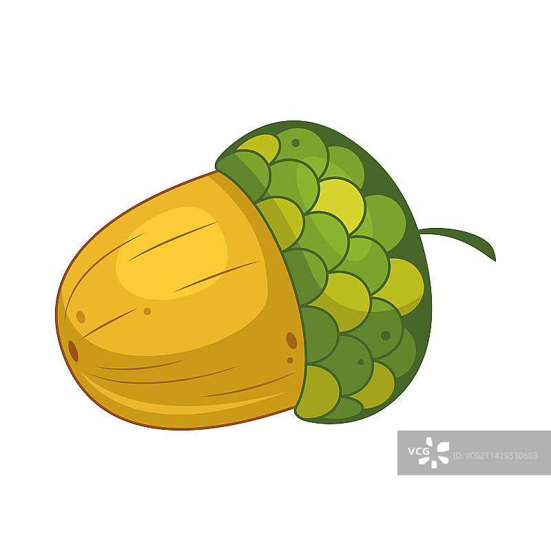 卡通白色背景上的橡子图片素材