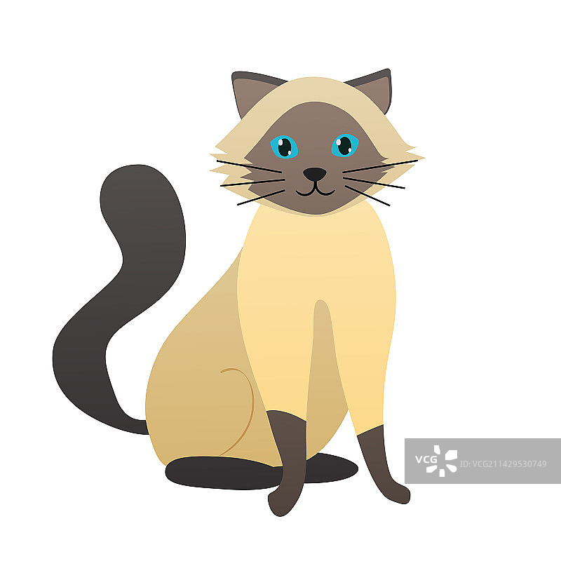 暹罗猫图片素材